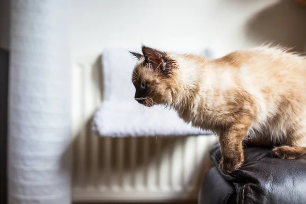 Primo Piano Gatto Soffice Che Sta Saltare — Foto Stock