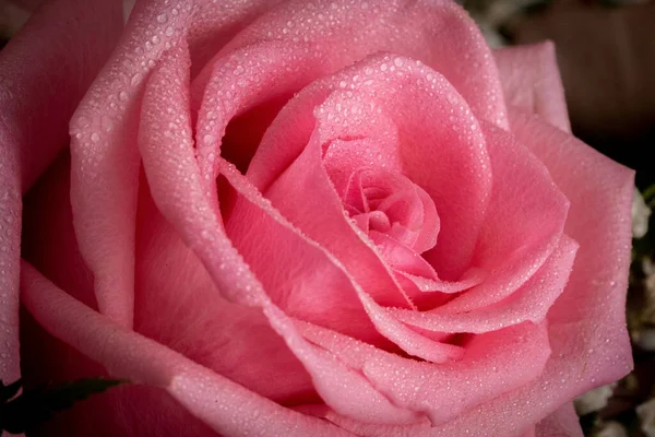 Closeup Pink Rose Covered Raindrops Blurry Background — Stock Photo, Image