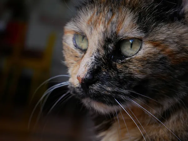 Siyah Kahverengi Bir Kedinin Güzel Bir Resmi — Stok fotoğraf