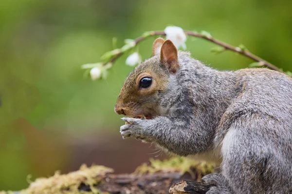 Selektive Fokussierung Eines Wilden Eichhörnchens Auf Einer Moosbedeckten Oberfläche Vor — Stockfoto