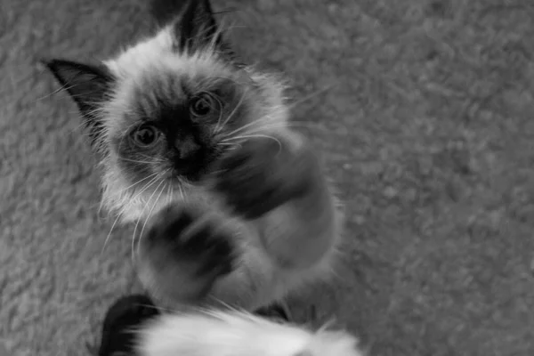 Висококутний Сірий Знімок Пухнастого Бірманського Кота Стоїть Килимі — стокове фото
