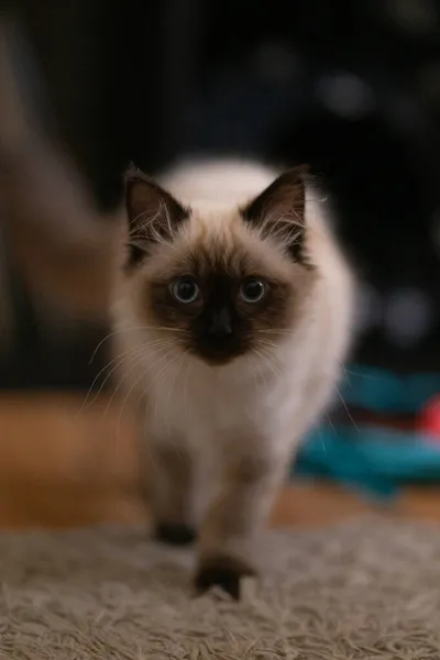 表情豊かな青い目をしたふわふわのバーマンの品種の猫と絹のコートのクローズアップ — ストック写真