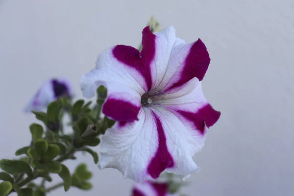 Krásný Záběr Petunie Květiny Zahradě — Stock fotografie