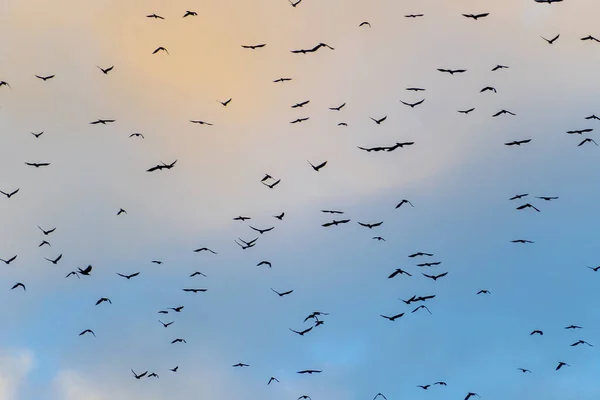 在蓝色和黄色的夏夜天空中 成群的黑鸟飞得高高的 — 图库照片