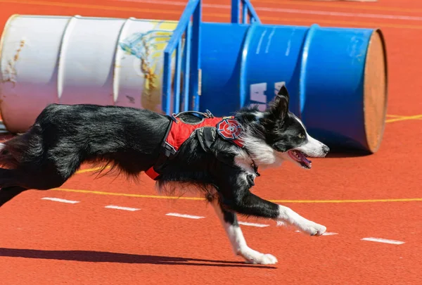 Adorable border collie service dog running around agility course during search and rescue training