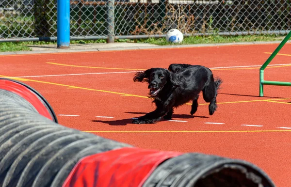 Black cocker spaniel service dog running and jumping on agility course during search and rescue training