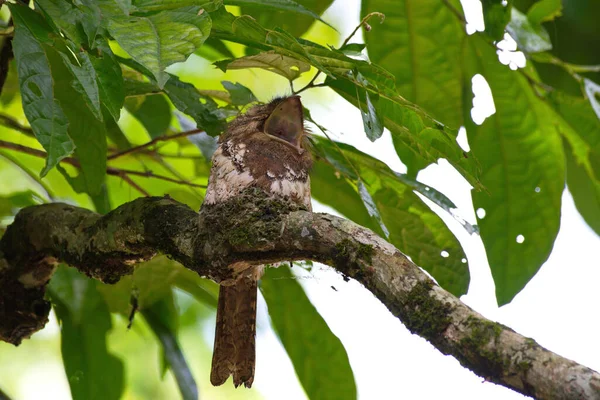 Vreemde Kikkerbek Vogel Met Schattige Kuikens — Stockfoto