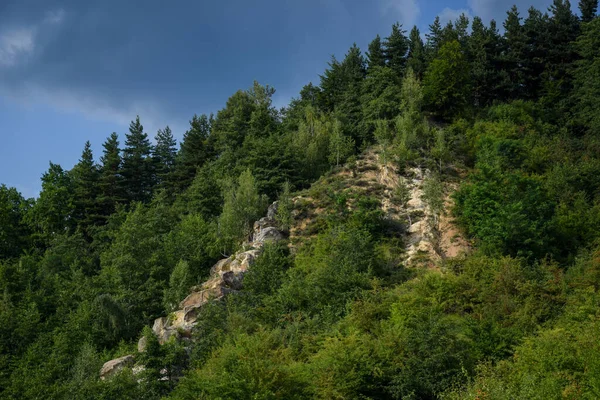 Picturesque View Dense Pine Forest Mountain Cloudy Sky — Stock Photo, Image