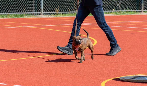 Smalservice dog and trainer demonstrating search and rescue exercise during training