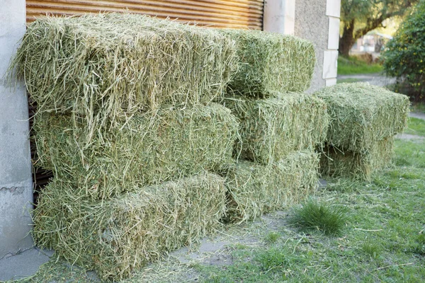 Szoros Rálátás Szarvasmarhafélék Takarmányozására Szolgáló Fűbálákra — Stock Fotó