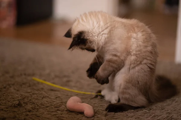 ふわふわのバーマン品種の猫は柔らかいおもちゃで忙しいです — ストック写真