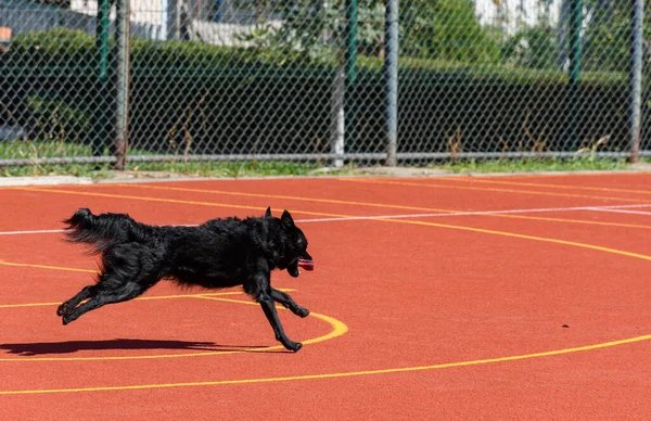 Black service dog running around agility course during search and rescue training