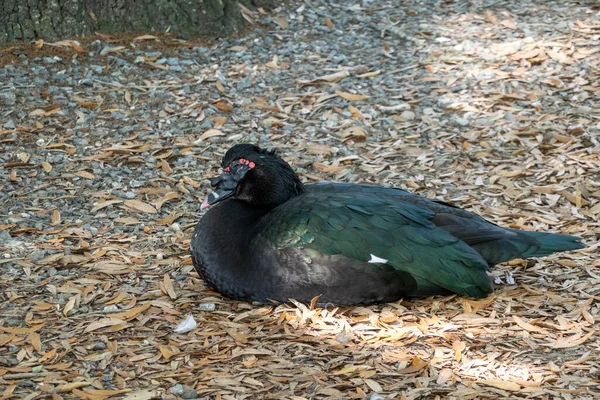 Gros Plan Canard Musqué Assis Sur Sol Avec Des Feuilles — Photo