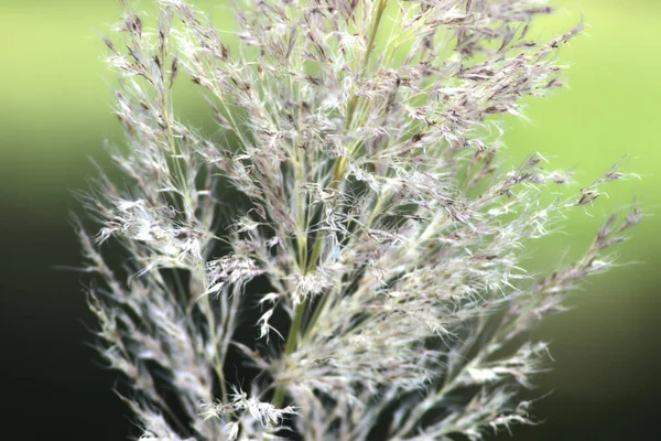 Grama Com Fundo Verde Gramíneas Secas Nas Montanhas — Fotografia de Stock