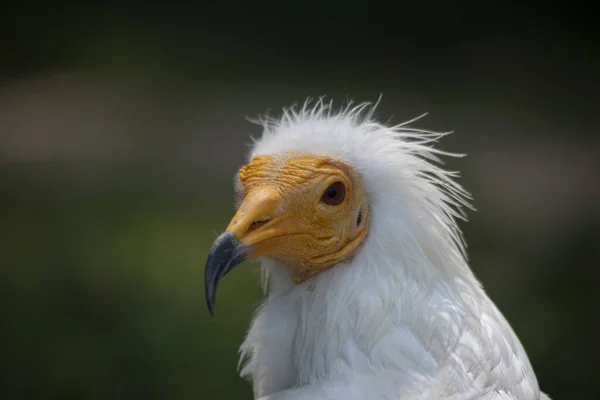 Foto Cerca Posando Cabeza Del Buitre Egipcio — Foto de Stock