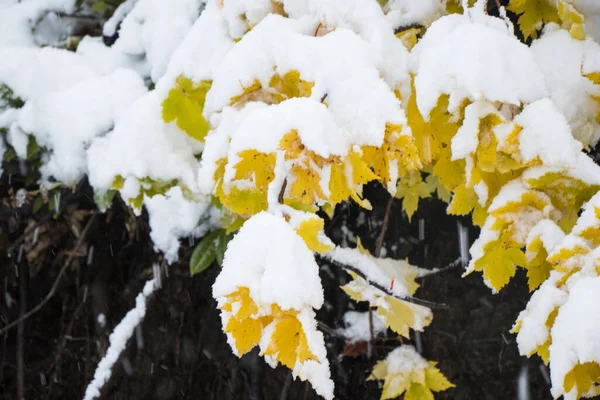 Gul Löv Och Vit Snö Fallande Träd — Stockfoto