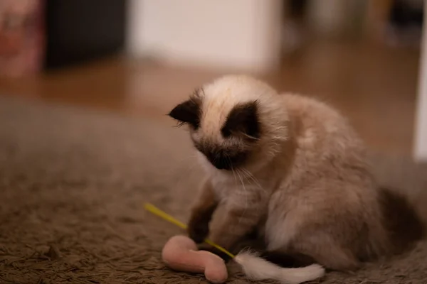 おもちゃと遊ぶバーマン猫と面白いシーン — ストック写真