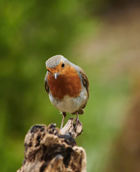 Disparo Vertical Pájaro Robin Europeo Posado Sobre Madera Seca Naturaleza —  Fotos de Stock