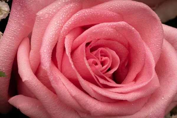 Egy Rózsaszínű Rózsa Közelsége Melyet Esőcseppek Borítanak Homályos Háttérrel — Stock Fotó