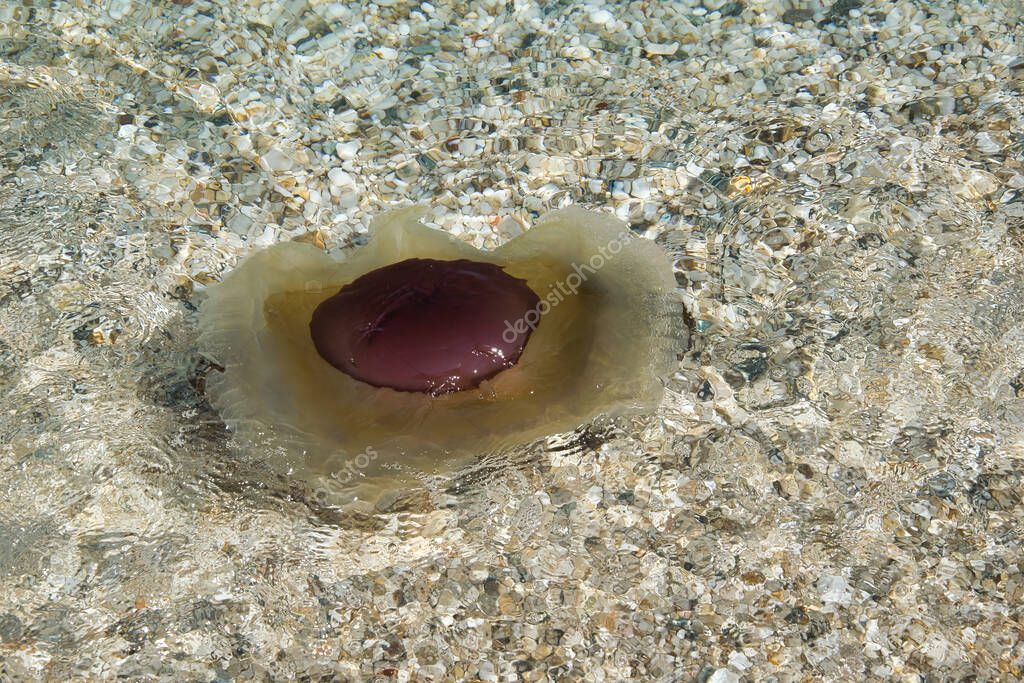 Las medusas mediterráneas o también conocidas como medusas de huevo