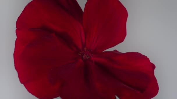 Primer Plano Hermosa Flor Roja — Vídeo de stock