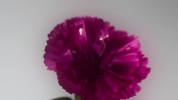 Όμορφο Ροζ Λουλούδι Στον Κήπο — Αρχείο Βίντεο