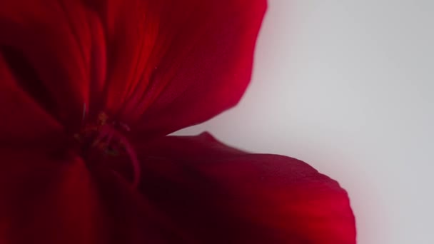 Primo Piano Bellissimo Fiore Rosso — Video Stock