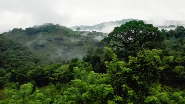 Floresta Verde Pela Manhã — Vídeo de Stock