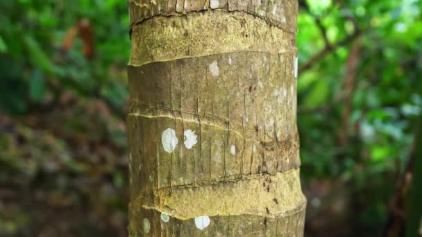 Tronco Árbol Verde Bosque — Vídeo de stock