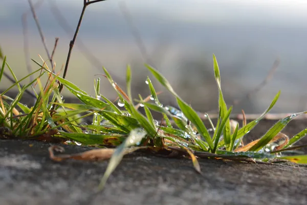 Closeup Shot Wet Growing Green Grass Sunlight — Stock Photo, Image