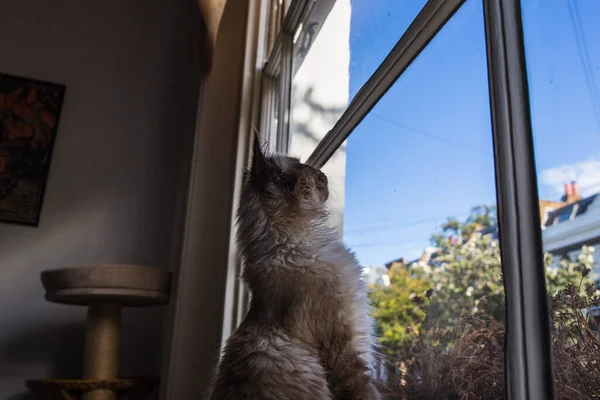 Eine Seitenansicht Einer Konzentrierten Miezekatze Die Neugierig Aus Dem Fenster — Stockfoto