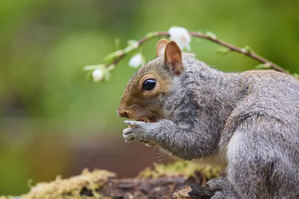 Foco Seletivo Esquilo Selvagem Comendo Uma Flor Silvestre Contra Fundo — Fotografia de Stock