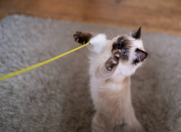 Closeup Funny Birman Cat Playing Toy — Stock Photo, Image