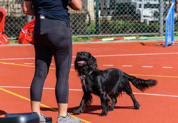 Black service dog training obedience with trainer on agility course