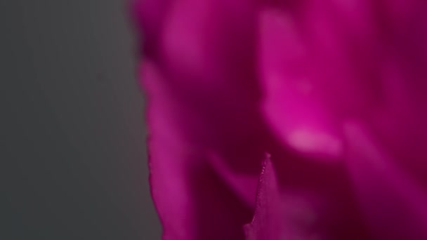 Flor Rosa Cerca — Vídeos de Stock