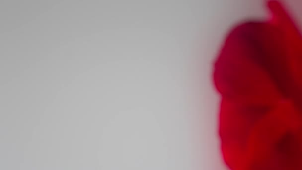 美しい赤い花のクローズアップ — ストック動画