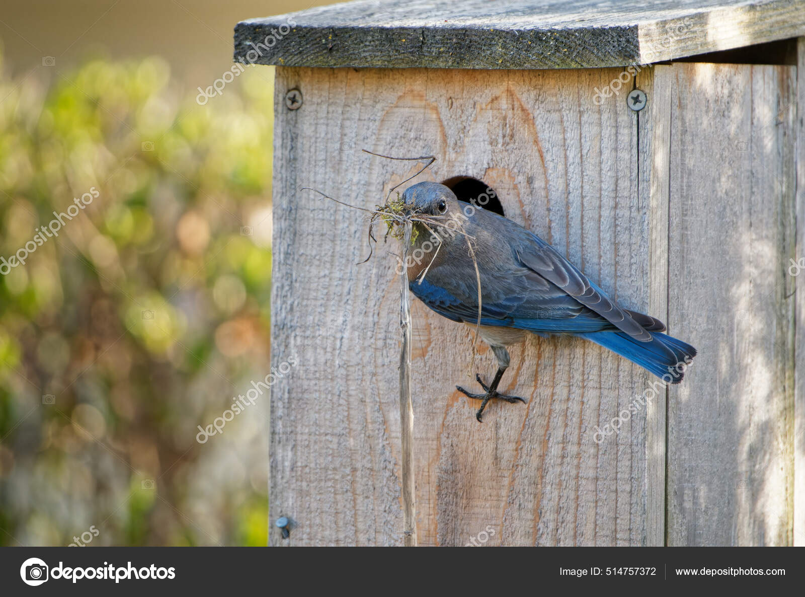 Western Bluebird Nest Box