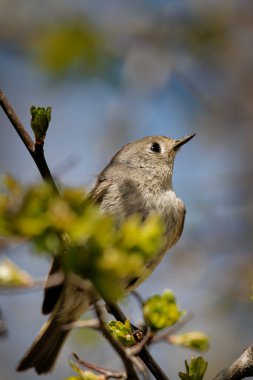 A selective focus shot of a small thrush nightingale bird sitting on a branch clipart