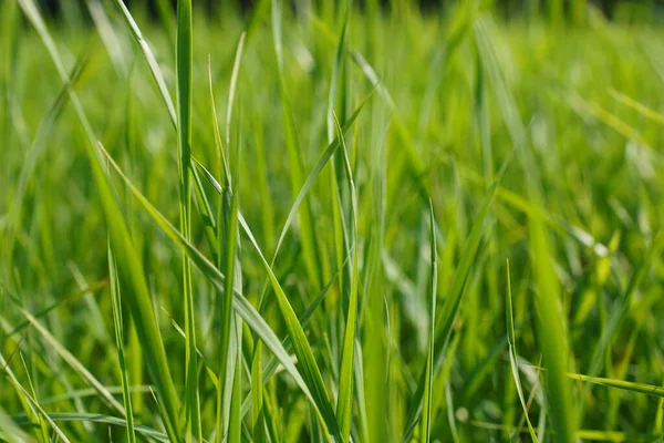 Closeup Shot Green Grass — Stock Photo, Image