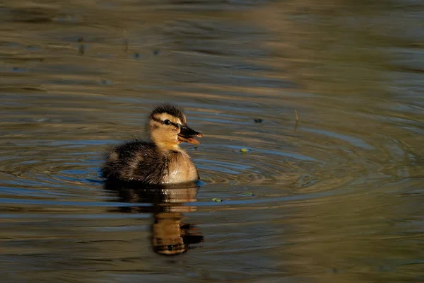 Tiro Perto Pequeno Pato Reais Nadando Lago — Fotografia de Stock