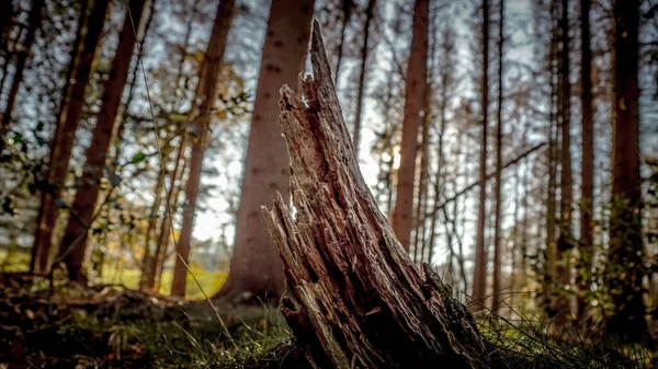 Arka Planda Uzun Ağaçlar Olan Düşük Açılı Bir Huş Ağacı — Stok fotoğraf