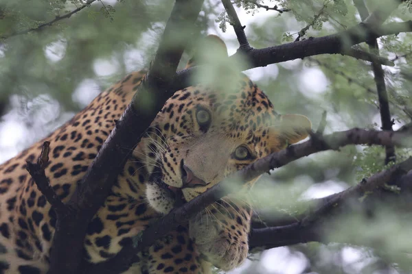 Leopardo Predatore Albero Una Giungla — Foto Stock