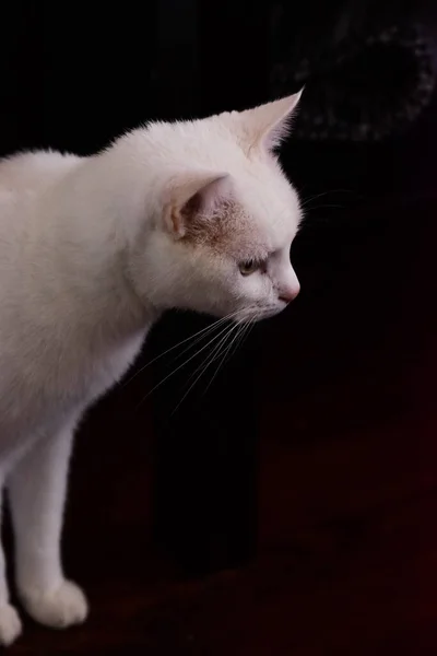 一只白色绒毛猫的特写镜头好奇地注视着什么 — 图库照片