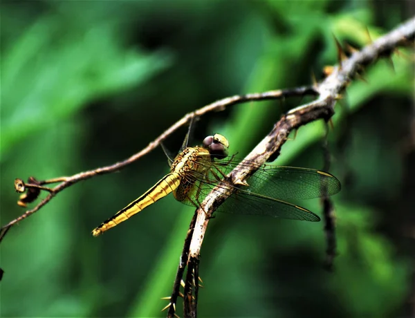 White Tailed Skimmer Perched Tree Twig Blurred Background — Stock Photo, Image