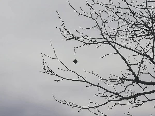 Niski Kąt Strzał Gałęzi Drzewa Śnieżnym Zachmurzonym Niebem — Zdjęcie stockowe