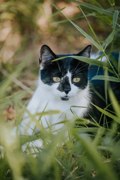 Gato Bonito Preto Branco Com Colar Vermelho Deitado Gramado — Fotografia de Stock