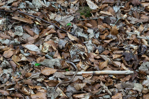 Лісова Підлога Бруду Мульчі Мертвого Листя Невеликим Ледь Впізнаваним Повільним — стокове фото