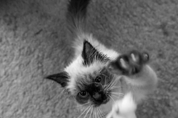 一只活跃的伯曼品种猫的头像灰度拍摄 — 图库照片