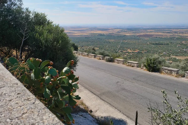 Mountain Road San Giovanni Rotondo Prickly Pears View Olive Plantations — Stock Photo, Image