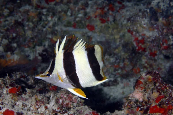 Hermoso Nuevo Arrecife Profundo Butterflyfish Bajo Agua —  Fotos de Stock